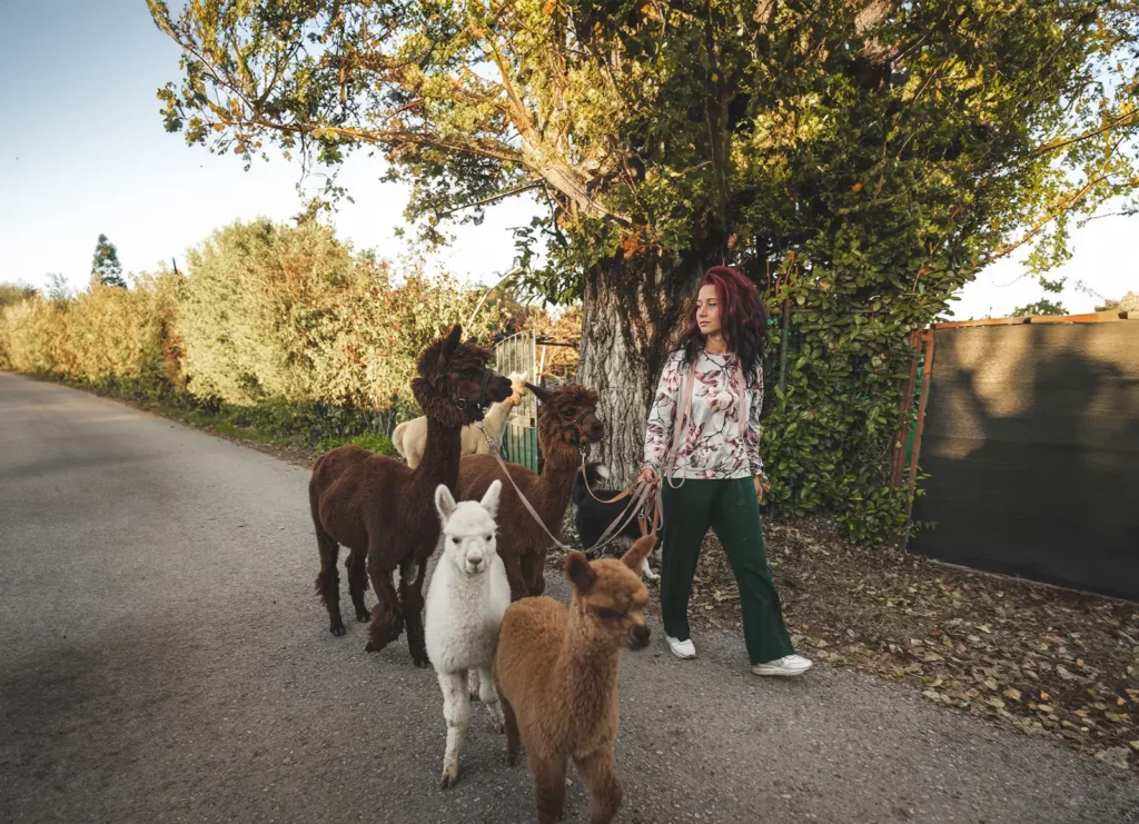 una donna che cammina con degli alpaca. Rappresenta un regalo per la festa della mamma 2025.
